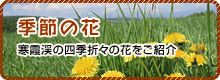 季節の花　寒霞渓の四季折々の花をご紹介