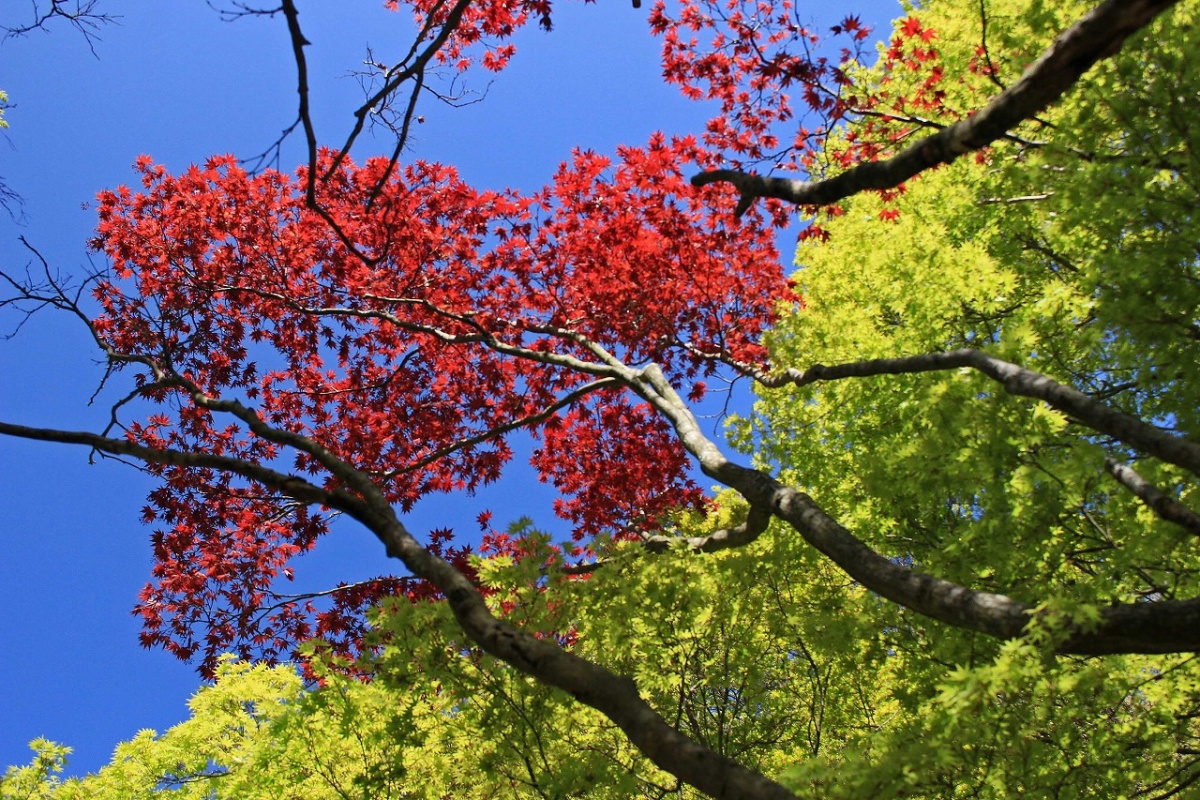 寒霞渓：山桜・新緑情報 第六弾 | 小豆島で観光・絶景・アートを楽しむ
